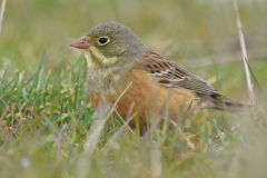 Hortulan, Klydesøen. 1. maj 2020. Foto: Joakim Matthiesen