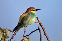 Biæder, Frieslandsvej. 15. maj 2022. _Foto: Karla Ørum  Olofsen.