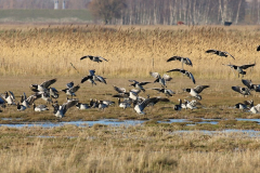 Bramgås, Kalvebod Fælled. Foto: Thomas Tümmler-Hellesen.