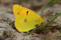 Orange Høsommerfugl, Granathøj 16. august 2025. Foto: Nikolaj Noel Christensen.