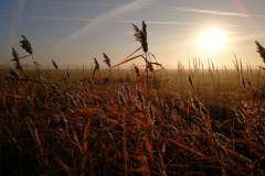 Efterårsmorgen, Koklapperne. Foto: Thomas Tümmler-Hellesen.