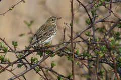 Engpiber, Kalvebod Fælled. Foto: Thomas Tümmler-Hellesen.