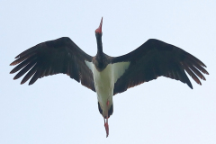 Sort Stork trækkende ved Pinseskoven efter rast i Klydesøen. 23. maj 2020. Foto: Peter Andersen