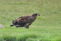 Havørn, juvenil fugl fra det lokale ynglepar. Klydesøen. Foto (digiscopet): Thomas Tümmler-Hellesen.