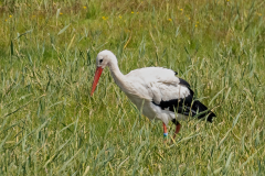 Hvid Stork, Villahøj engsø. 24. juli 2024. Foto: Mette Janas.