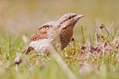 Vendehals, Tjørnekrattet på østsiden af Koklapperne. 18. april 2020. Foto: Jesper Johannes Madsen.