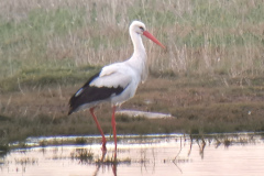 Hvid Stork, Villahøj. 4. maj 2023. Foto: Thomas Tümmler-Hellesen