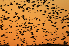 Stære på vej til overnatning, Kalvebod Fælled. Juli 2020. Foto: Thomas Tümmler-Hellesen
