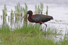 Sort Ibis, Villahøj. 20. maj 2022. Foto: Thomas Tümmler-Hellesen.