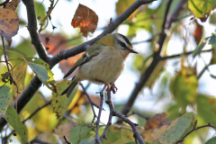 Rødtoppet Fuglekonge,  Pinseskoven. Oktober 2019. Foto: Thomas Tümmler-Hellesen.