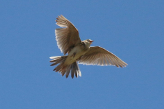 Sanglærke i sangflugt, Kalvebod Fælled. Foto: Thomas Tümmler-Hellesen.