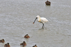 Skestork, Klydesøen. Juli 2019. Foto: Thomas Tümmler-Hellesen.
