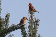 Stor Korsnæb, Kalvebod Fælled. Foto: Thomas Tümmler-Hellesen.
