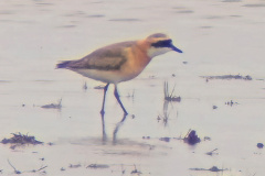 Tibetansk Præstekrav, Kldyesøen 29. juni 2025. Foto: IbJensen.
